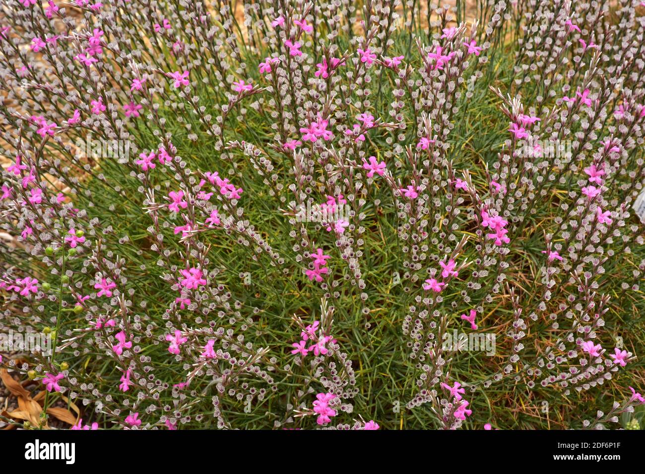 El trift (Acantholimon armenum) es un arbusto similar a un colchón nativo de Asia occidental. Foto de stock