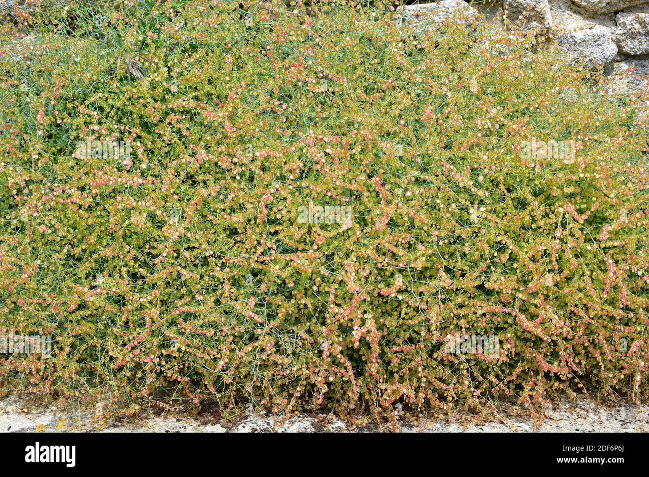 La acedera redonda (Rumex scutatus induratus) es un endemismo del Magreb ibérico. Esta foto fue tomada en el Parque Natural Arribes del Duero, provincia de Zamora, Foto de stock