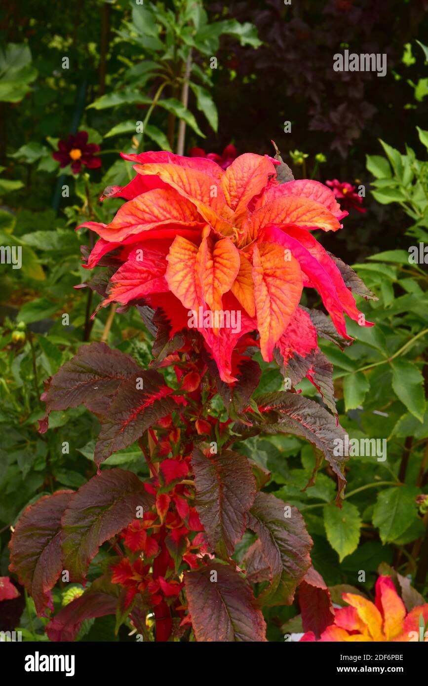 El amaranto comestible (Amaranthus tricolor) es una planta anual nativa de Sudamérica. Foto de stock