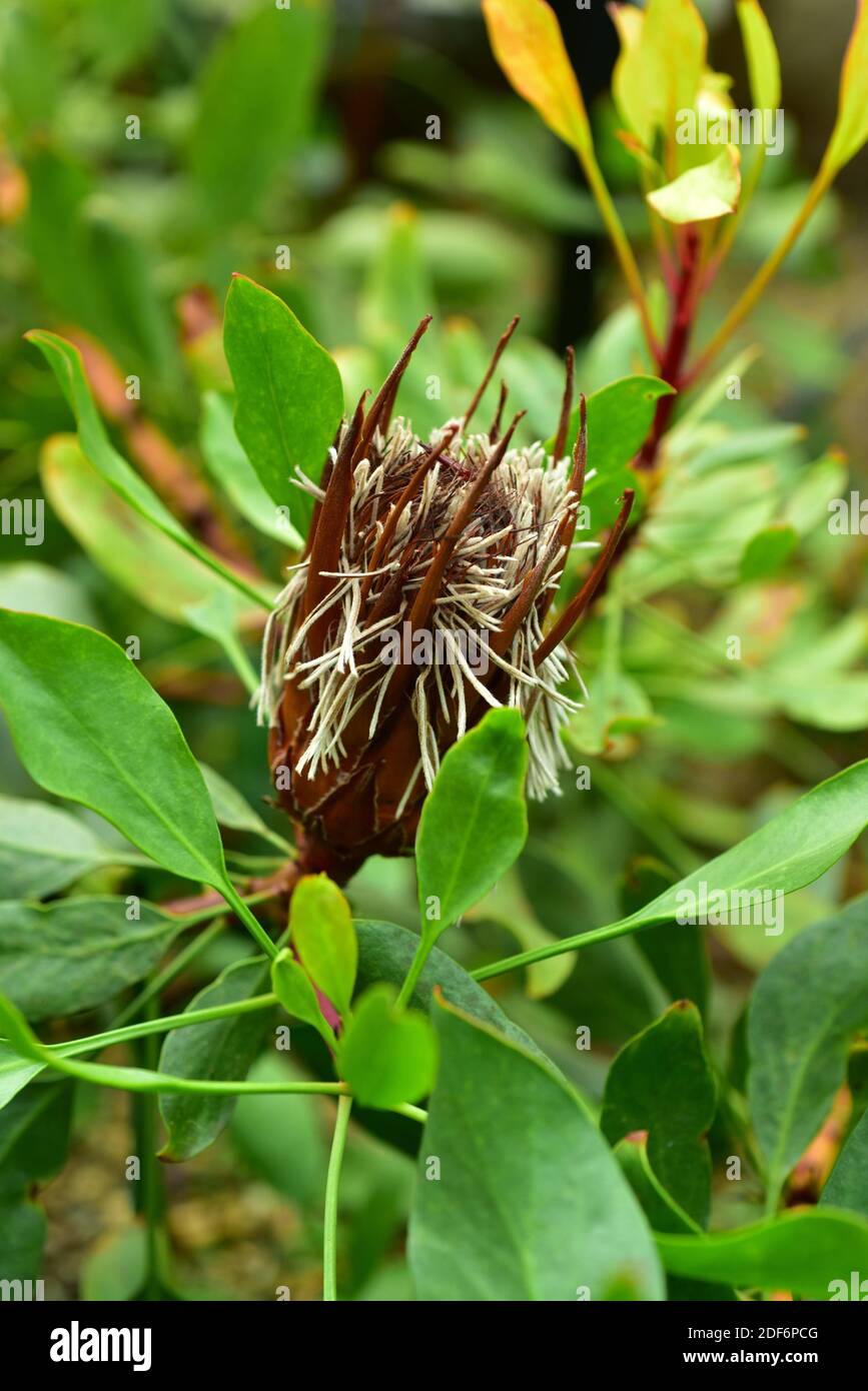 Real sugarbush (Protea repens) es un arbusto nativo de Sudáfrica; detalle de inflorescencia. Foto de stock
