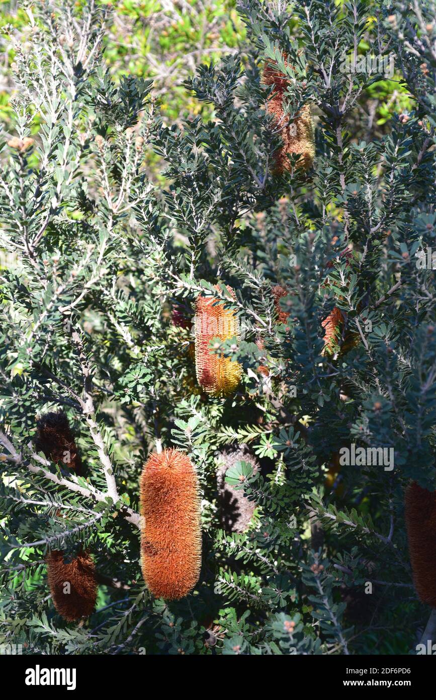 Banksia praemorsa es un arbusto perenne nativo del suroeste de Australia. Foto de stock