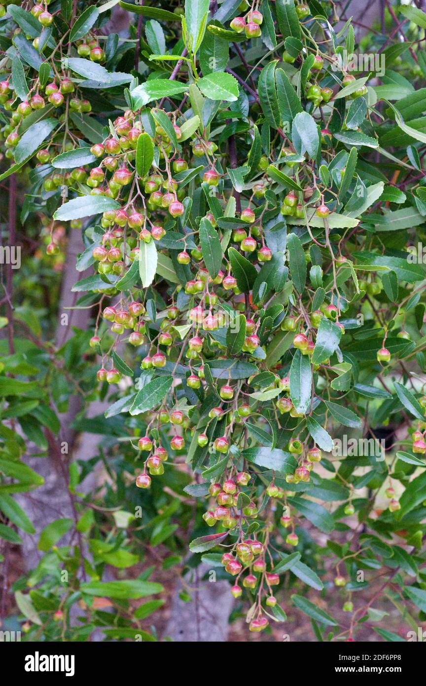 La hoja de jabonera o jabón brillante (Noltea africana) es un arbusto nativo de Sudáfrica. Detalle de fuits y hojas. Foto de stock