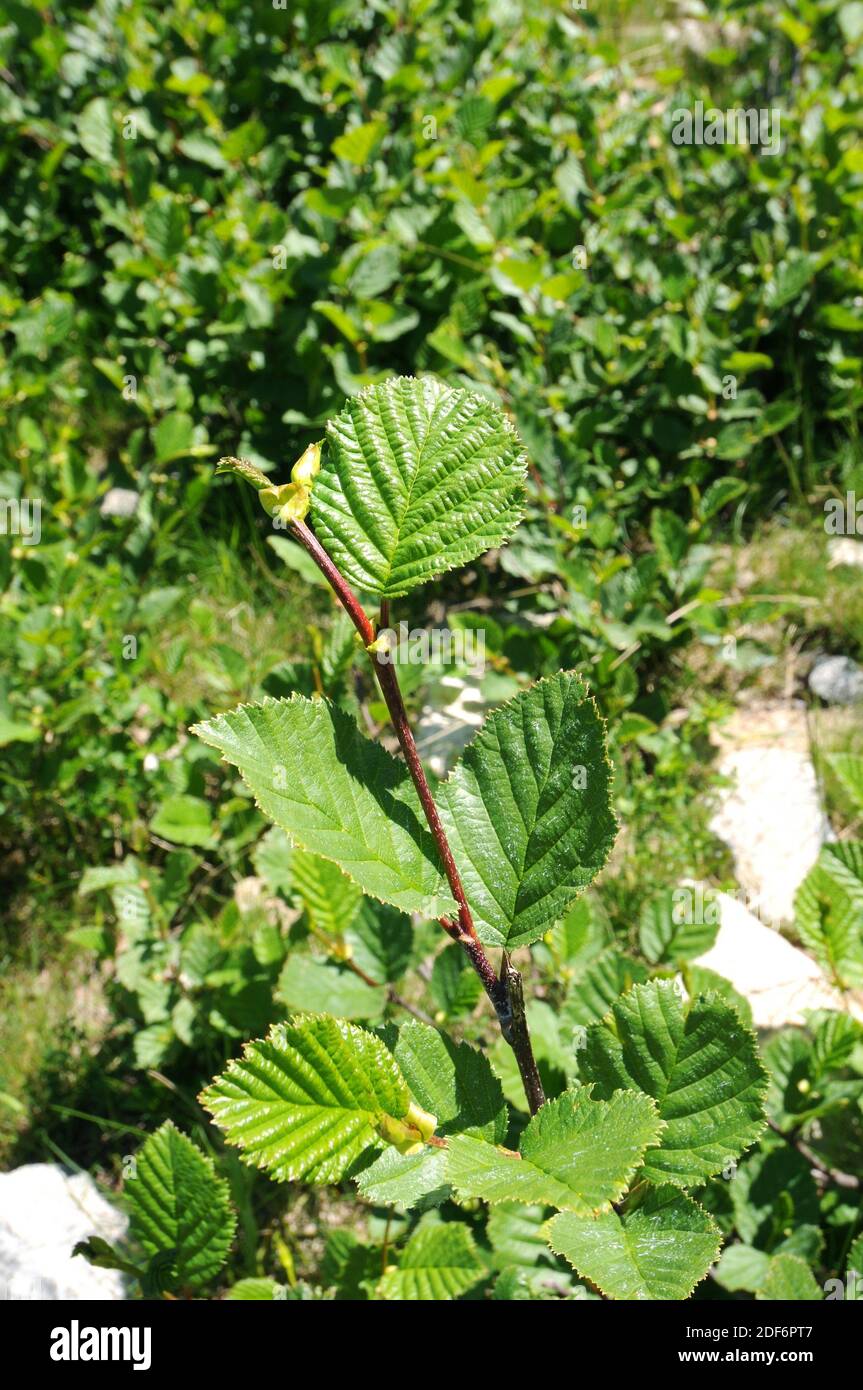 El espino alforceno o pudio (Rhamnus alpina o Rhamnus alpinus) es un arbusto deciduo nativo de las montañas del sur de Europa y del norte de África. Hojas Foto de stock