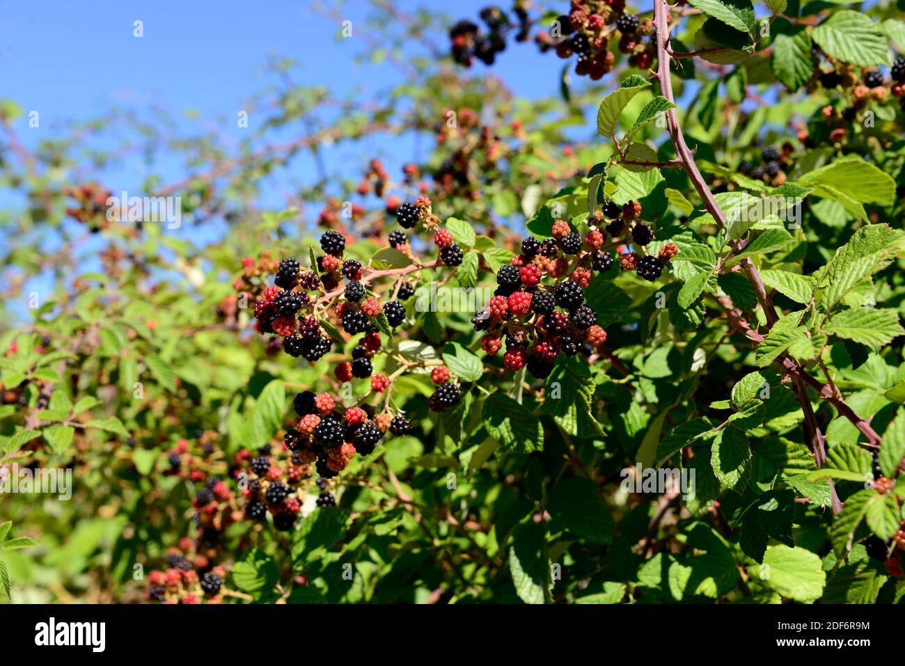 Elmleaf blackberry (Rubus ulmifolius) es un arbusto de hoja caduca nativo de la cuenca mediterránea y el Reino Unido. Sus frutos (polidrupes) son comestibles. Esto Foto de stock