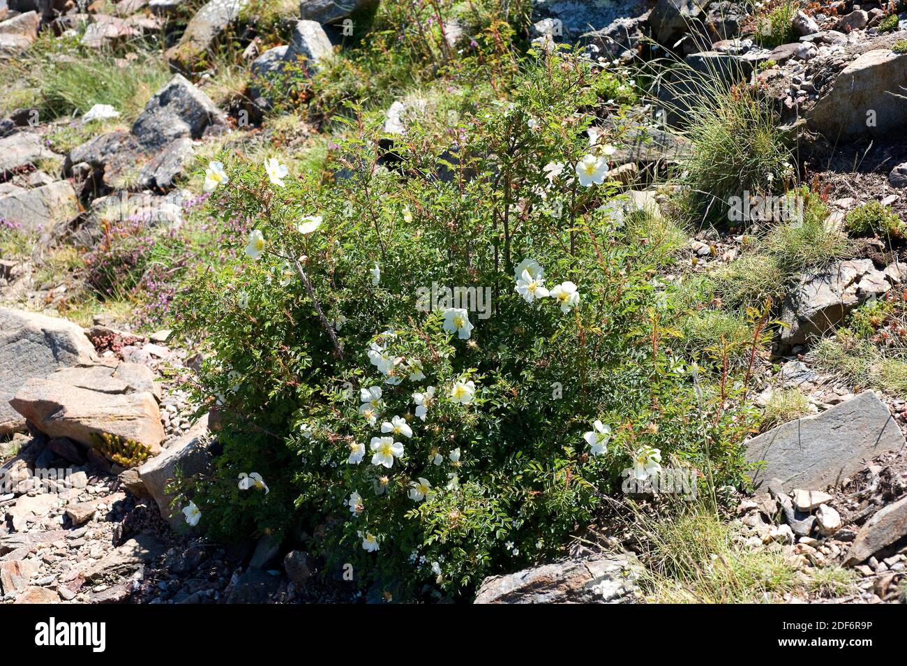 Evergreen rose (Rosa sempervirens) es un arbusto espinoso perenne nativo de la cuenca mediterránea y de las costas de Francia y Portugal. Esta foto fue tomada Foto de stock