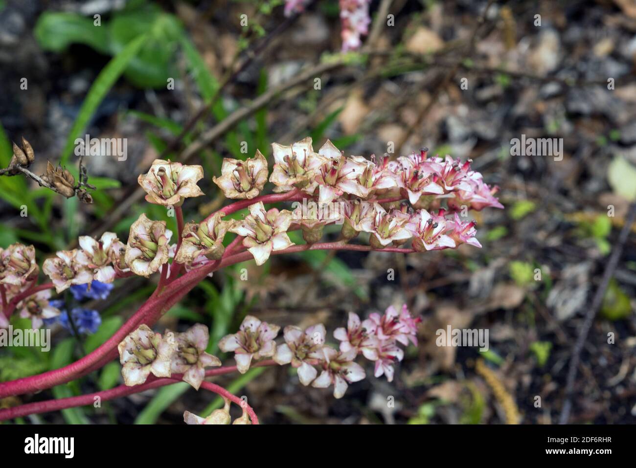 La bergenia (Bergenia ciliata) es una planta medicinal nativa de Afganistán, el norte de la India y el Tíbet. Detalle de flores. Foto de stock