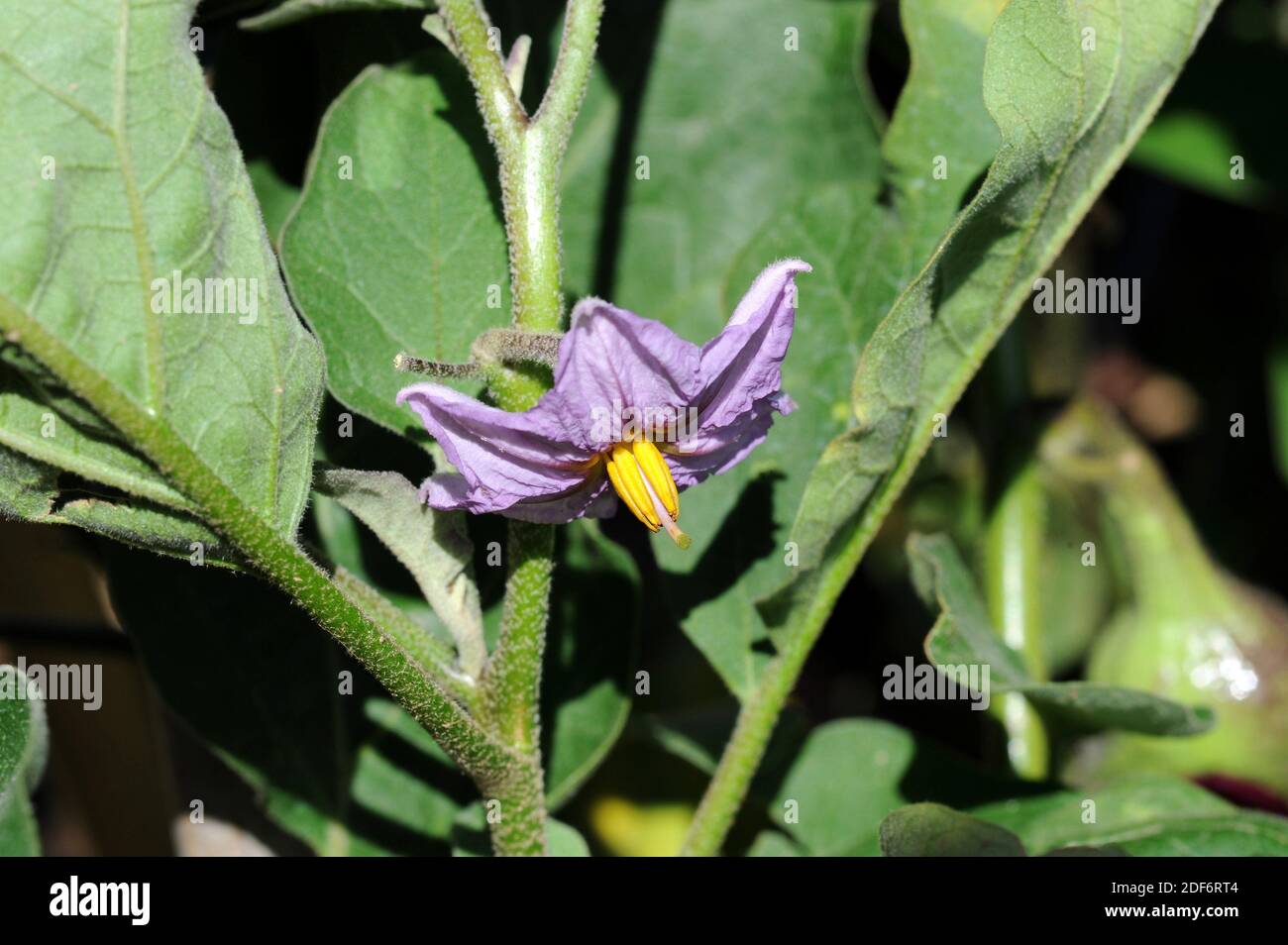 La berenjena o berenjena (Solanum melongena) es una hierba anual nativa del sudeste asiático. Sus frutos (bayas) son comestibles. Detalle de flor. Foto de stock