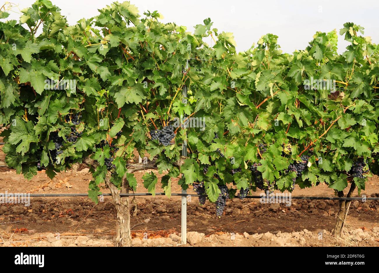 Viña (Vitis vinifera) en Ribera del Duero, provincia de Valladolid, Castilla-León, España. Foto de stock