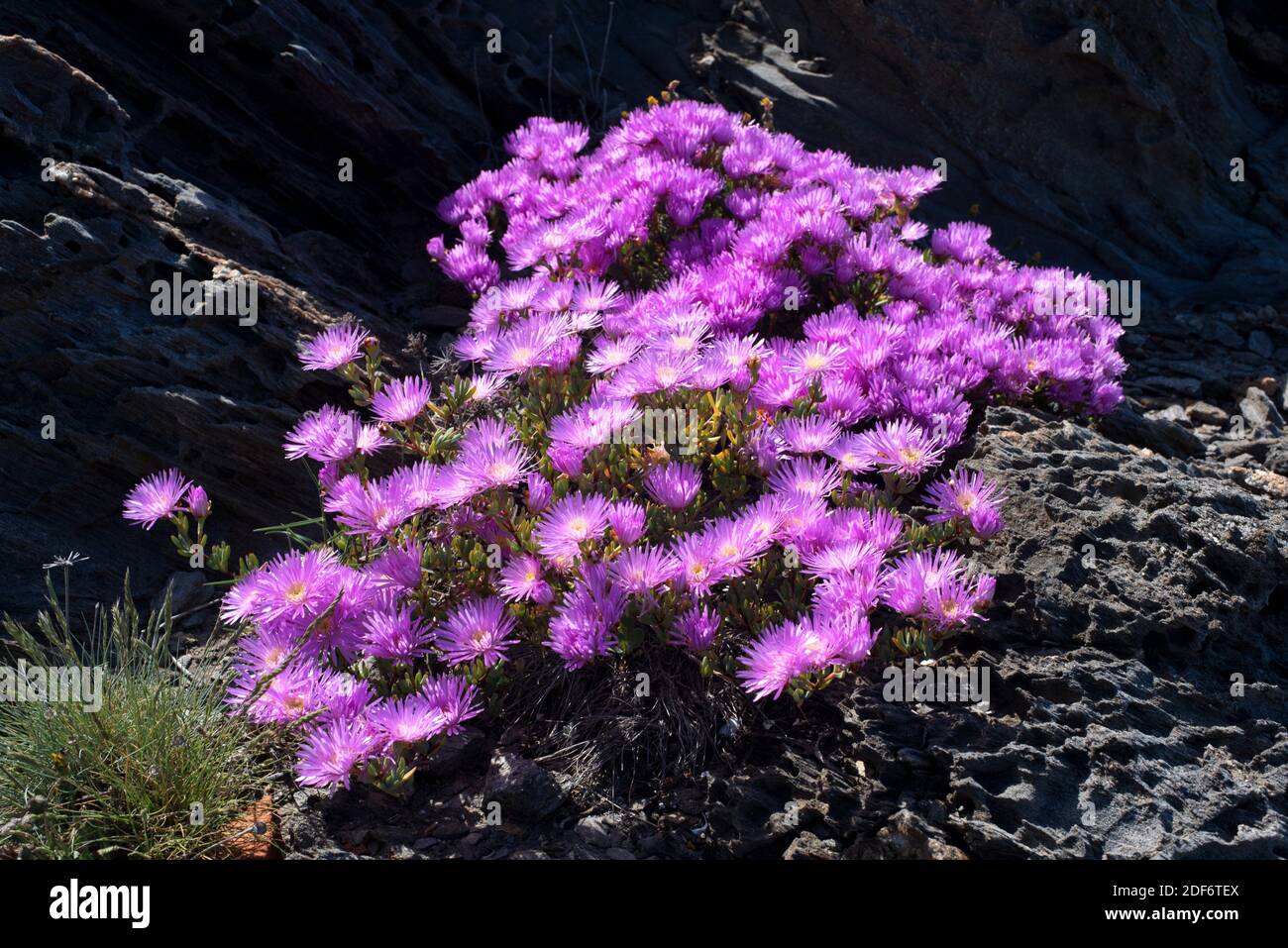 Iceborreo (Delosperma cooperi o Mesembryanthemum cooperi) Es una planta de prostrato nativa de Sudáfrica y naturalizada En el Mediterráneo Foto de stock