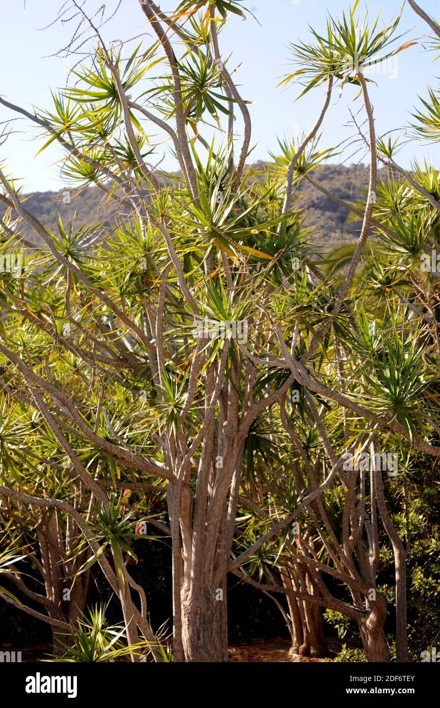 Dracaena de hoja estrecha (Dracaena reflexa angustifolia o Dracaena marginata) es una planta arborescente nativa de Madagascar. Foto de stock