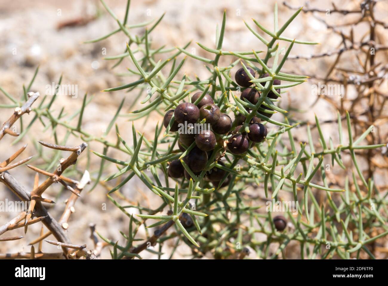 Esparraguera de monte (Asparagus horridus) es un arbusto espinoso nativo de la cuenca mediterránea occidental. Detalle de frutas y espinas. Este fot fue tomado Foto de stock