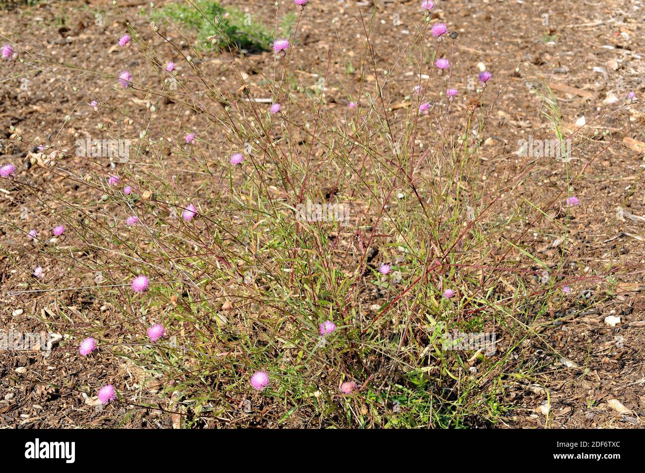 Pan de pastor (Mantisalca salmantica) es una hierba perenne nativa de la cuenca mediterránea. Planta floreciente. Foto de stock