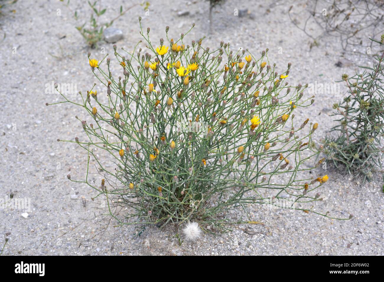 Lechuguilla falsa (Launaea fragilis) es una hierba perenne nativa del este de España y del noroeste de África. Planta floreciente. Foto de stock