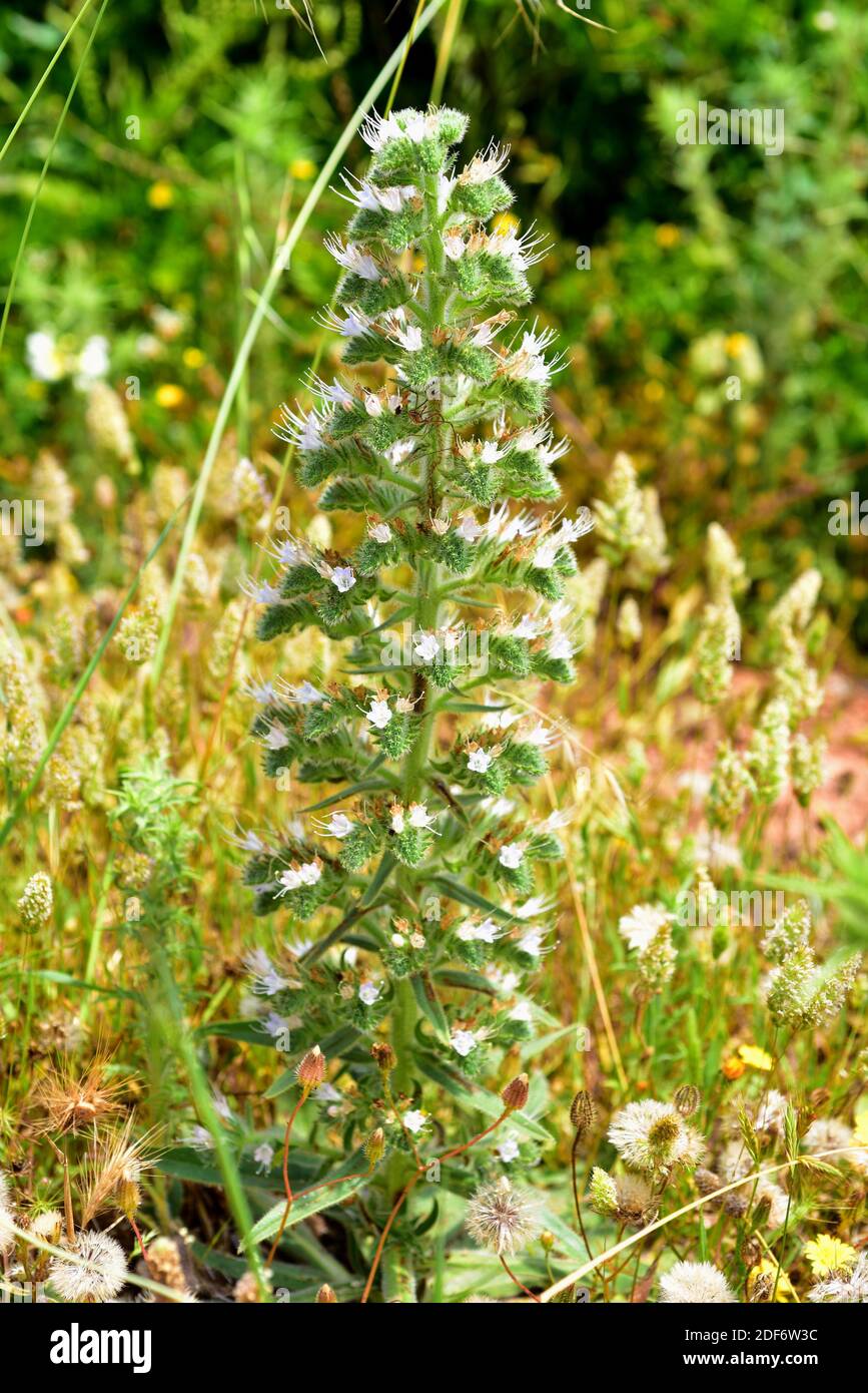 El bugloss pálido (Echium italicum balearicum) es una hierba bienal nativa de las Islas Baleares. Esta foto fue tomada en Menorca, Islas Baleares, España. Foto de stock