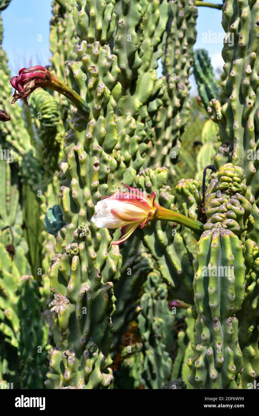 Cardon uruguayo (Cereus uruguayanus monstrosus, Cereus peruvianus monstrosus o Cereus hildmannianus monstrosus) es una planta suculenta nativa de Foto de stock