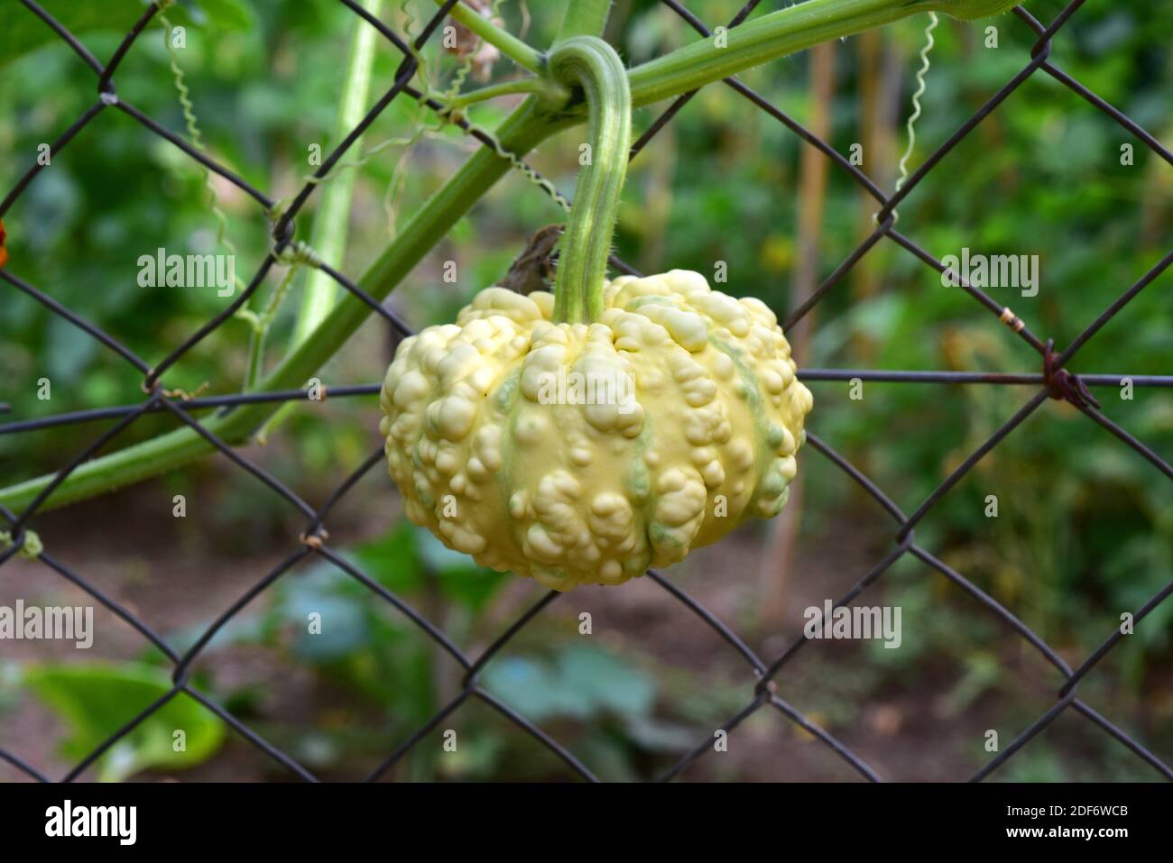 La calabaza cúrpita (Cucurbita pepo verrucosa) es una planta anual de escalada cultivada. Detalle de fruta. Foto de stock