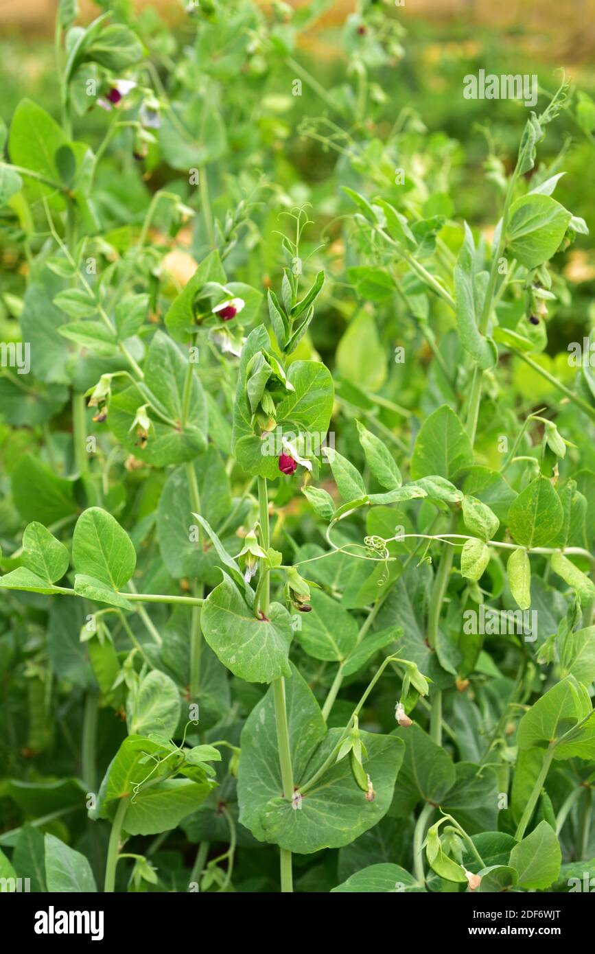 La arveja de nieve (Pisum sativum saccharatum) es una hierba anual cultivada por sus frutos comestibles no maduros. Detalle de flores y frutas. Foto de stock