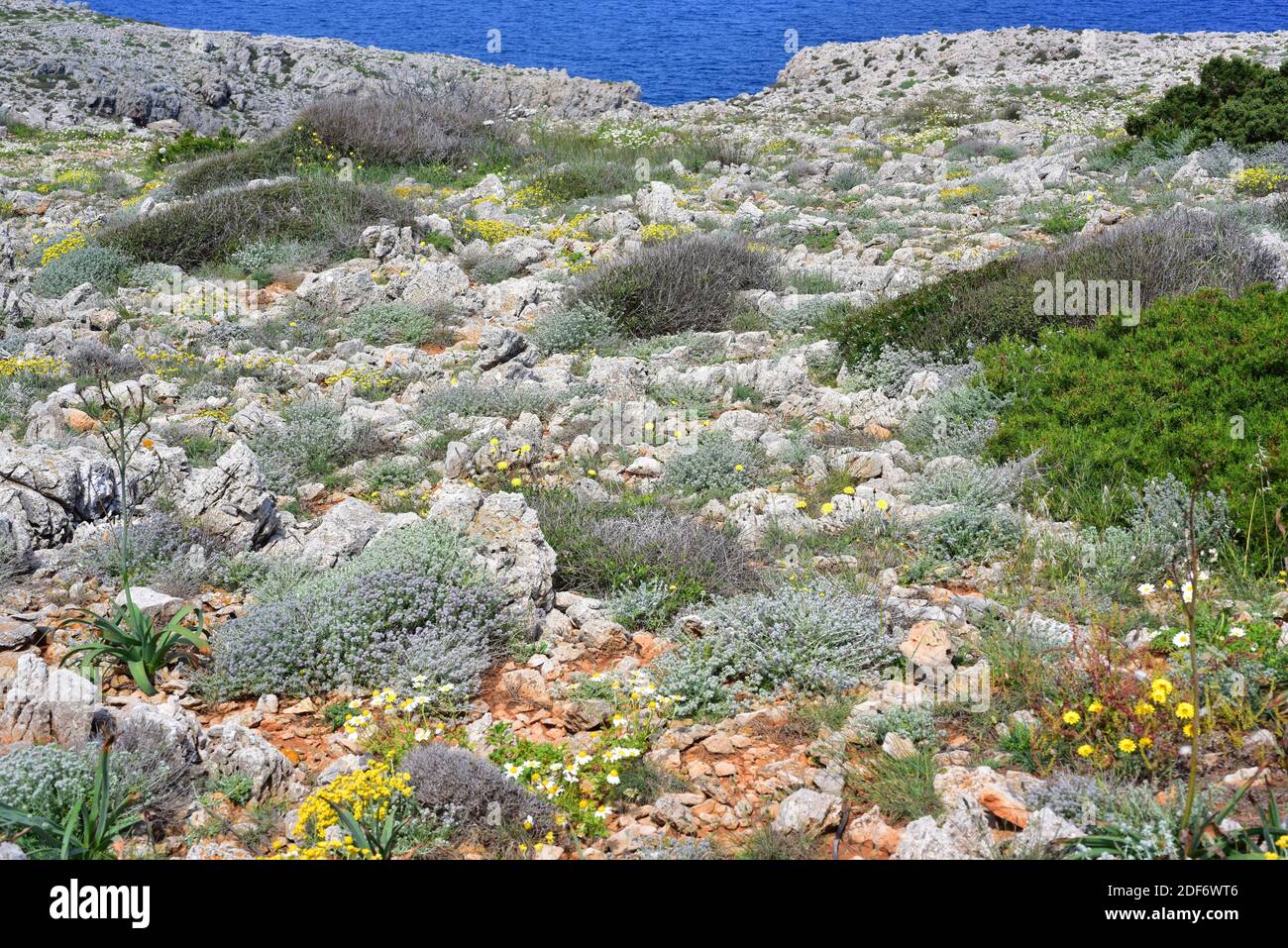 Tomillo blanco o tomillo macho (Teucrium capitatum) es un arbusto perenne nativo de la cuenca mediterránea y Asia occidental. Esta foto fue tomada Foto de stock