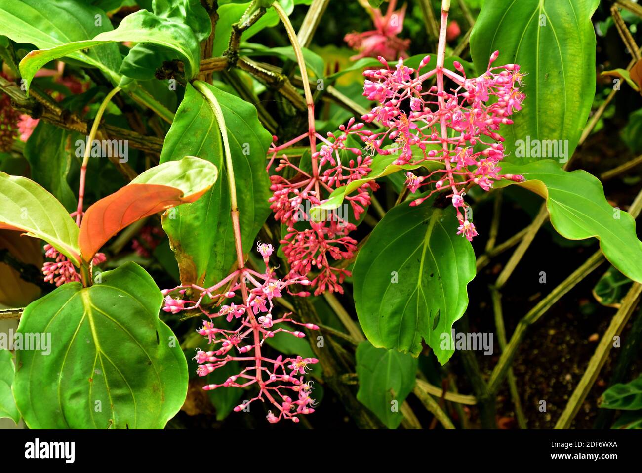 La uva rosa o la llamativa medinilla (Medinilla magnifica) es una planta epífita nativa de Filipinas. Planta floreciente. Foto de stock