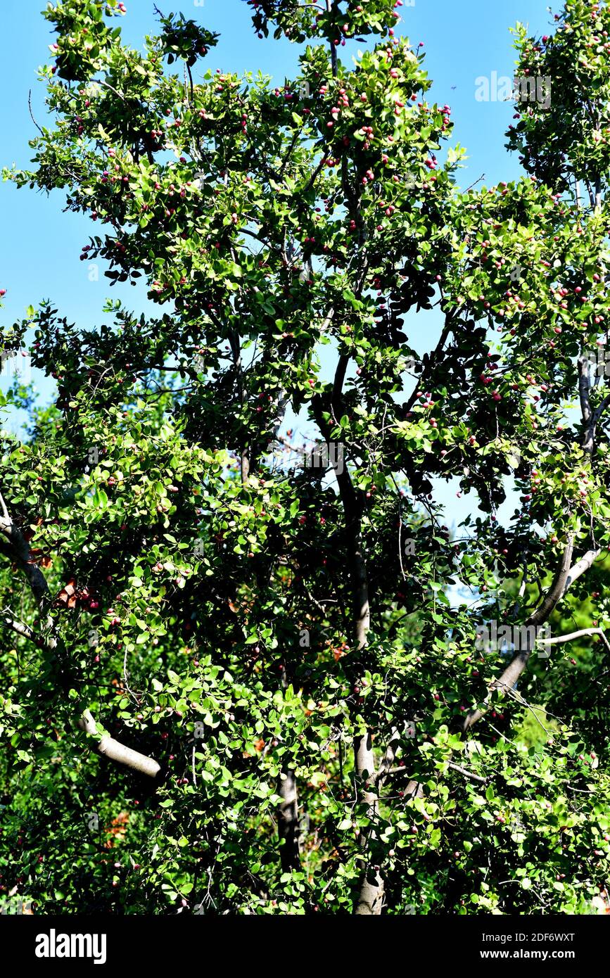 La bellota chilena (Crytocarya alba) es un árbol perenne nativo de Chile y Argentina. Sus frutos (peumos) son comestibles. Foto de stock