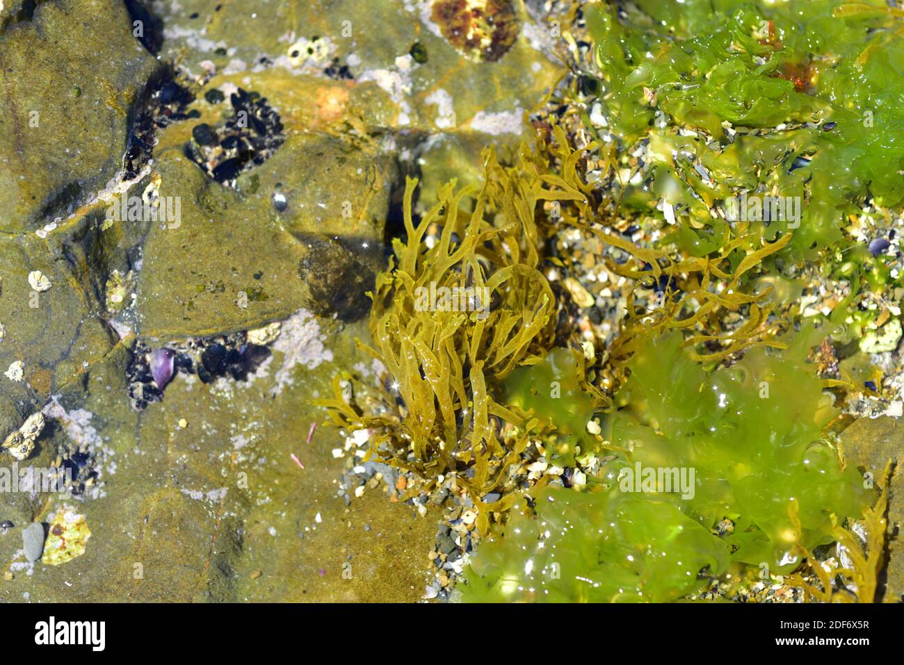 En el centro un alga marrón Dictyota dicotoma y a la derecha el alga verde Ulva lactuca. Esta foto fue tomada en la costa de Cap Ras, provincia de Girona, Foto de stock