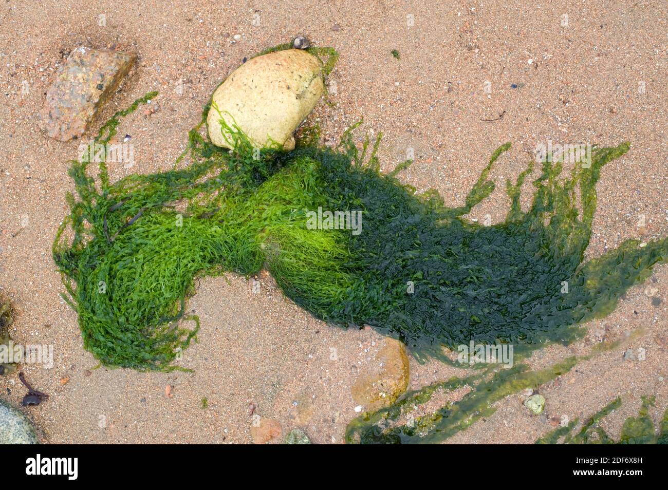 Enteromorpha intestinalis o Ulva intestinalis es un alga verde. Foto de stock