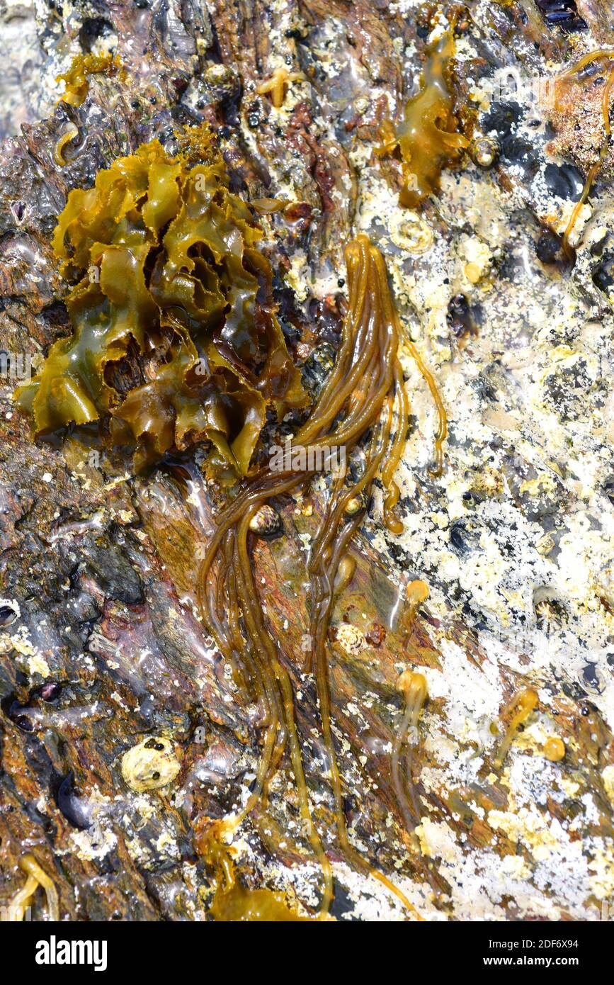 Nemalion helminthoides (alga roja tubular) y Rissoella verrucosa (alga laminar), ambas algas rojas. Esta foto fue tomada en Cap Ras, provincia de Girona, Foto de stock
