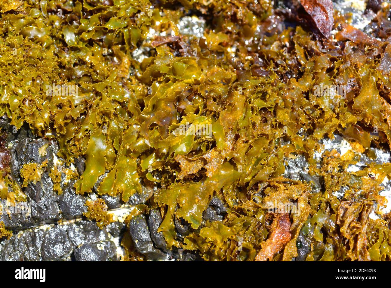 Rissoella verruculosa es una alga roja laminar. Esta foto fue tomada en Cap Ras, provincia de Girona, Cataluña, España. Foto de stock