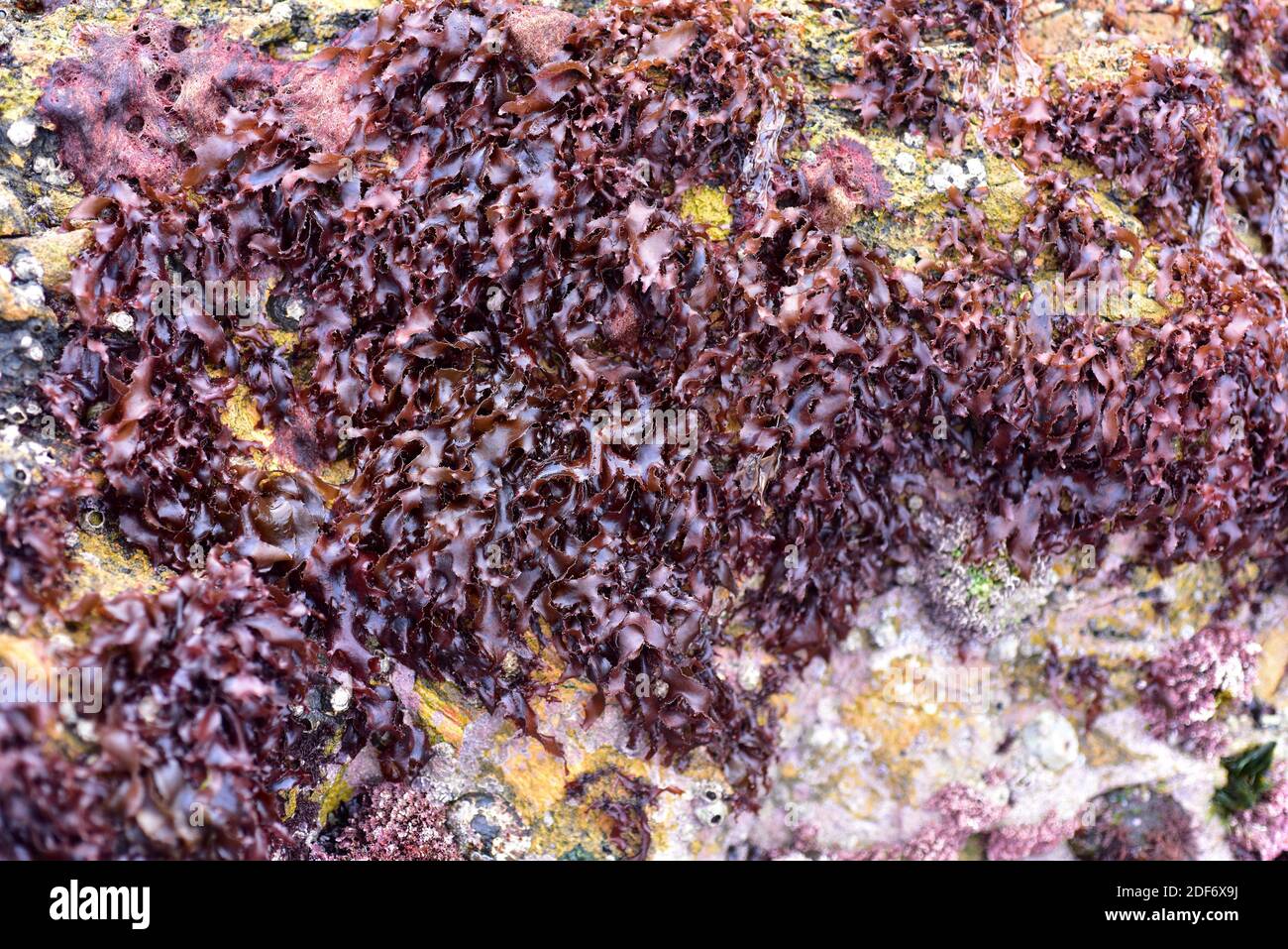 Rissoella verruculosa es una alga roja laminar. Esta foto fue tomada en Sa Tuna, provincia de Girona, Cataluña, España. Foto de stock
