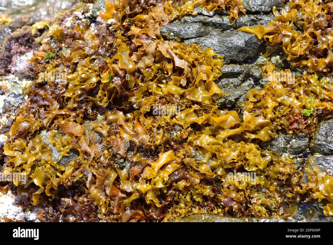 Rissoella verruculosa es una alga roja laminar. Esta foto fue tomada en Cap Ras, provincia de Girona, Cataluña, España. Foto de stock