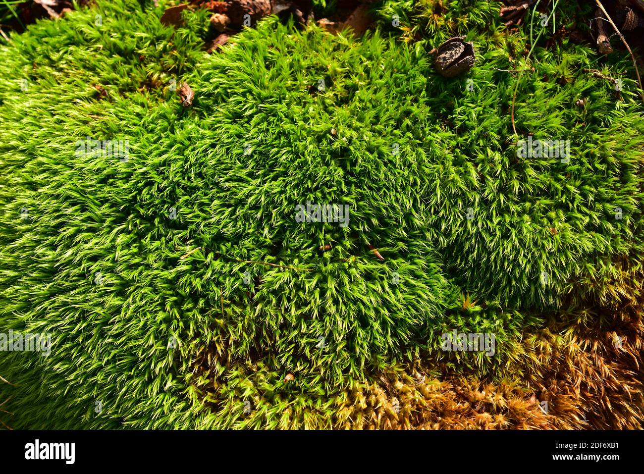 grimmia (Grimmia trichophylla) es un musgo de cojín. Esta foto fue tomada en la Reserva de la Biosfera de Montseny, provincia de Barcelona, Cataluña, Foto de stock