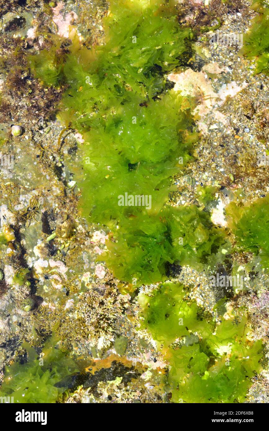 La lechuga de mar (Ulva lactuca) es una alga verde comestible. Esta foto fue tomada en Cap Ras, provincia de Girona, Cataluña, España. Foto de stock
