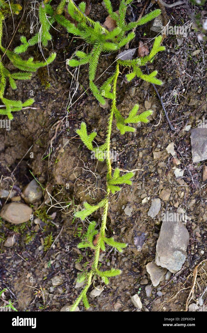 El musgo o pino montículo (Lycopodium clavatum) es una planta vascular nativa del hemisferio norte. Esta foto fue tomada en el Parque Natural de Somiedo, Foto de stock