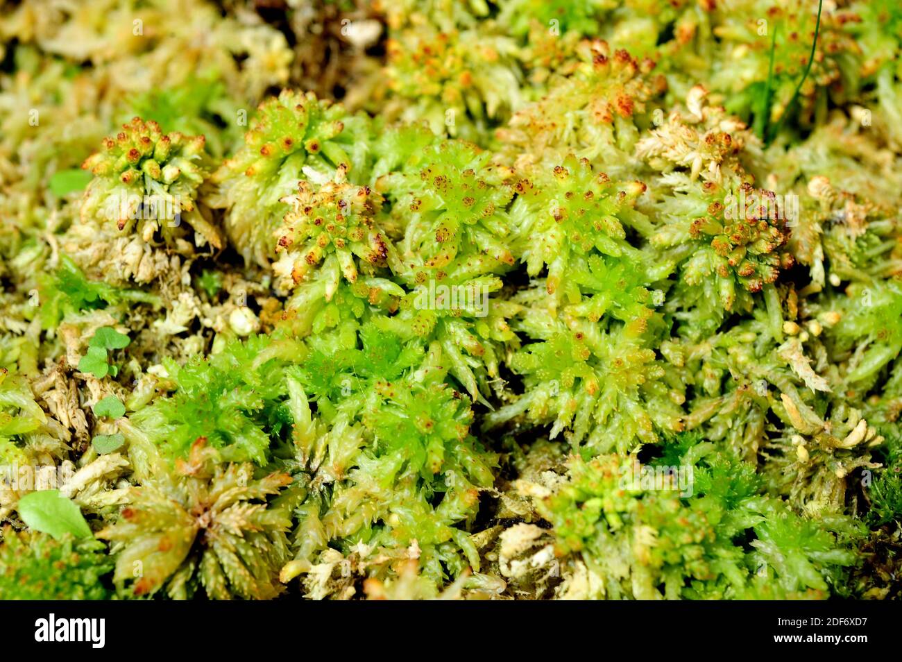 Turba musgo (Sphagnum sp Fotografía de stock - Alamy