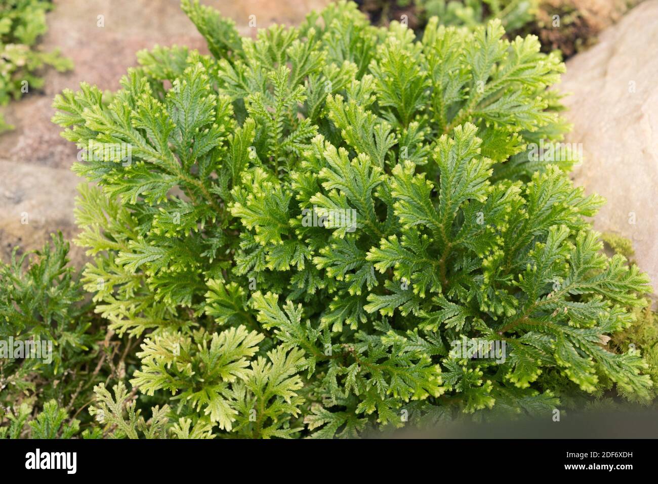 Krauss spikemoss (Selaginella kraussiana) es una planta vascular nativa de Macaronesia y el sudeste de África. Foto de stock