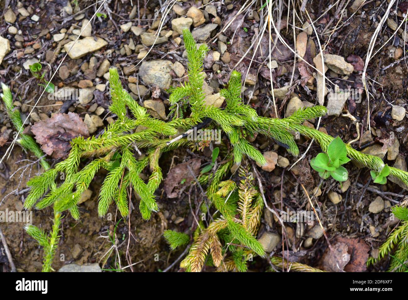 El musgo o pino montículo (Lycopodium clavatum) es una planta vascular nativa del hemisferio norte. Esta foto fue tomada en el Parque Natural de Somiedo, Foto de stock