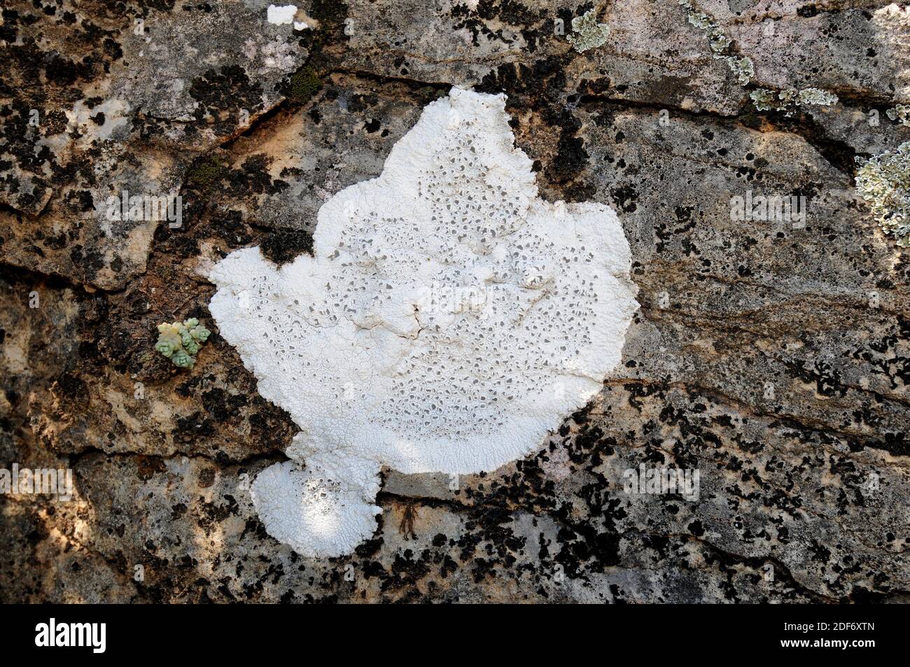 Diploschistes ocellatus es un liquen de corteza blanca con apotecia de bigs. Foto de stock