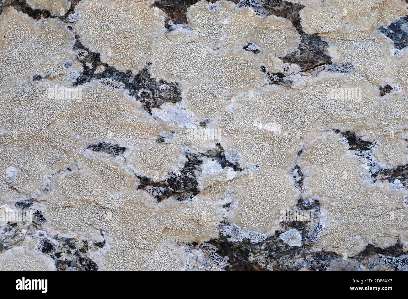 La parella de Ochrolechia es un liquen crustoso. Foto de stock