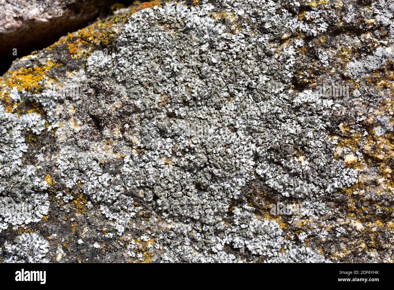 Parmelia subrudetta o Punctelia subrudetta es un liquen folioso con soralia. Esta foto fue tomada en el Parque Natural Arribes del Duero, Zamora Foto de stock