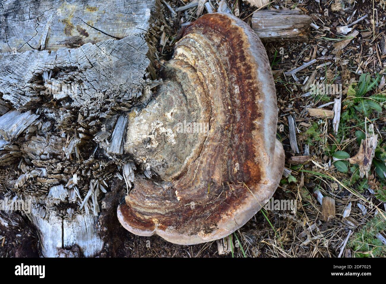 El conk rojo del cinturón (Fomitopsis pinicola) es un parásito del hongo o saprófito del tronco de los pinos. Esta foto fue tomada cerca de Cantavieja, provincia de Teruel, Aragón, Foto de stock