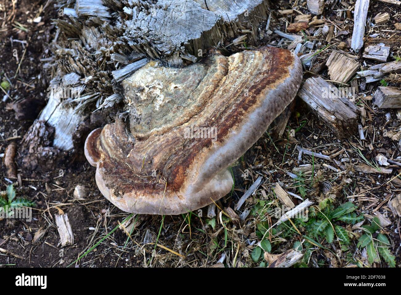 El conk rojo del cinturón (Fomitopsis pinicola) es un parásito del hongo o saprófito del tronco de los pinos. Esta foto fue tomada cerca de Cantavieja, provincia de Teruel, Aragón, Foto de stock