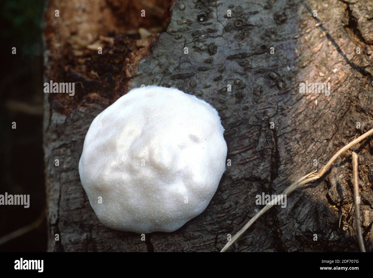 La bola falsa (Reticularia lycoperdon o Enteridium lycoperdon) es un molde de slimo. Fase Sporangial. Foto de stock