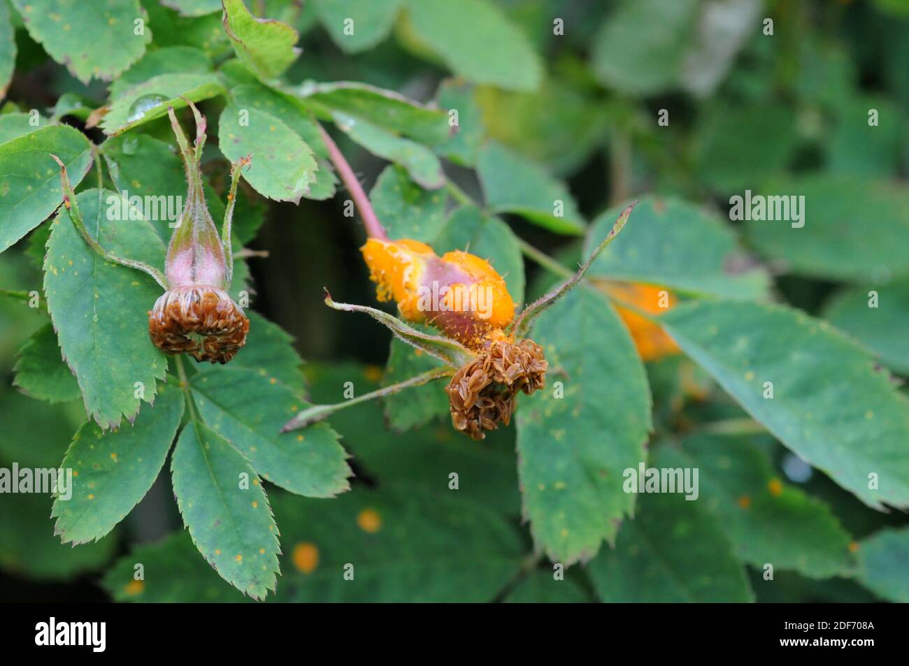 Phragmidium tuberculatum es un parásito del hongo del óxido de las plantas de Rosaceae. Foto de stock