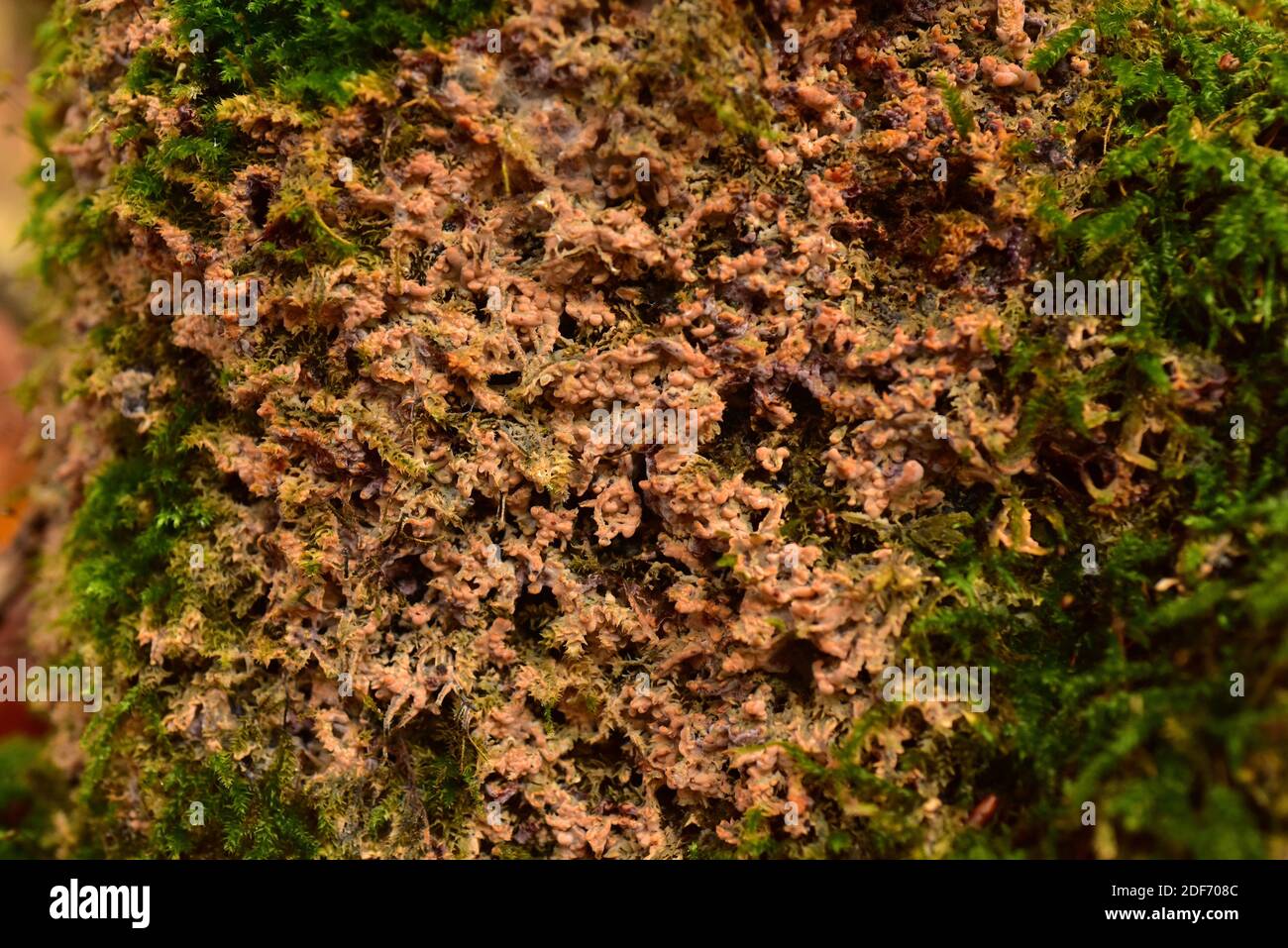 La corteza arrugada (Phlebia radiata) es un hongo de la corteza. Esta foto fue tomada en el Parque Nacional Dalby, Skane, Suecia. Foto de stock