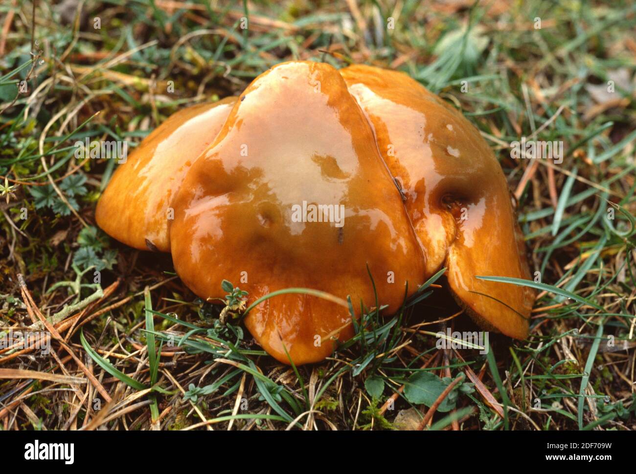 El bollo pegajoso (Suillus luteus) es un hongo comestible no apreciado. Esta foto fue tomada cerca de Banyoles, provincia de Girona, Cataluña, España. Foto de stock