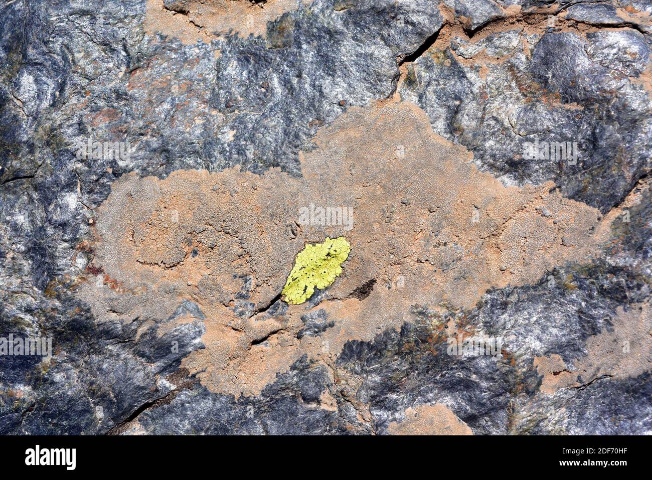 El liquen de disco hundido (Aspicilia intermutans) es un liquen de crustosa que crece sobre rocas silíceas. En el medio Rhizocarpon gepicicum (amarillo). Esto Foto de stock