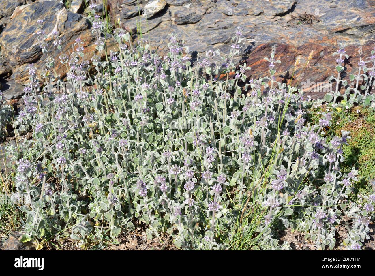 Marrubio nevado (Marrubium supinum) es una hierba perenne endémica del este de España y del noroeste de África. Esta foto fue tomada en Sierra Nevada Foto de stock
