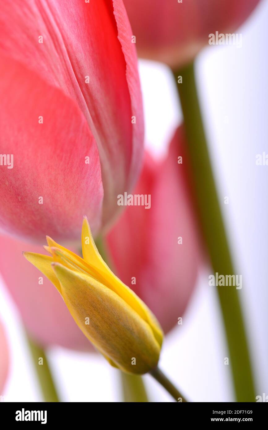 Tulipán de flores rojas y amarillas. Grupo de tulipán de colores. Brillante colorido tulipán primer plano para tarjeta de felicitación. Foto de stock