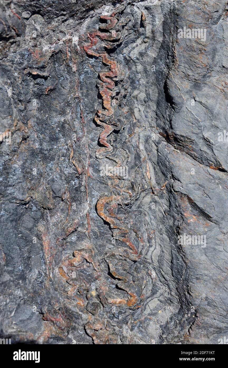 Micro se pliega sobre roca metemórfica con venas de cuarzo. Esta foto fue tomada en Cap Ras, provincia de Girona, Cataluña, España. Foto de stock