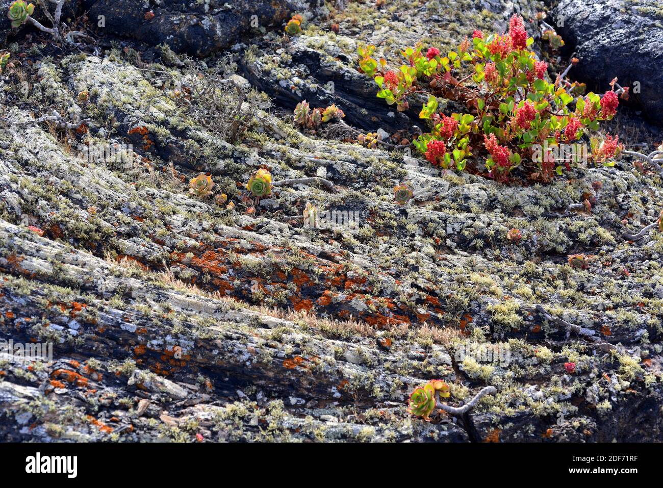 Pahoehoe o flujo de lava cerca de Masdache, Isla de Lanzarote, Islas Canarias, España. La lava está cubierta por líquenes, lanzarottense de Aeonium y lunaria de Rumex. Foto de stock
